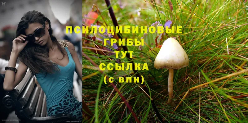 где продают   Починок  Галлюциногенные грибы Psilocybine cubensis 